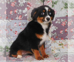 Small #9 Miniature Australian Shepherd