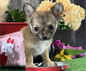 Chihuahua Puppy for sale in CANOGA, NY, USA