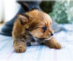 Small Photo #4 Yoranian Puppy For Sale in WAKARUSA, IN, USA