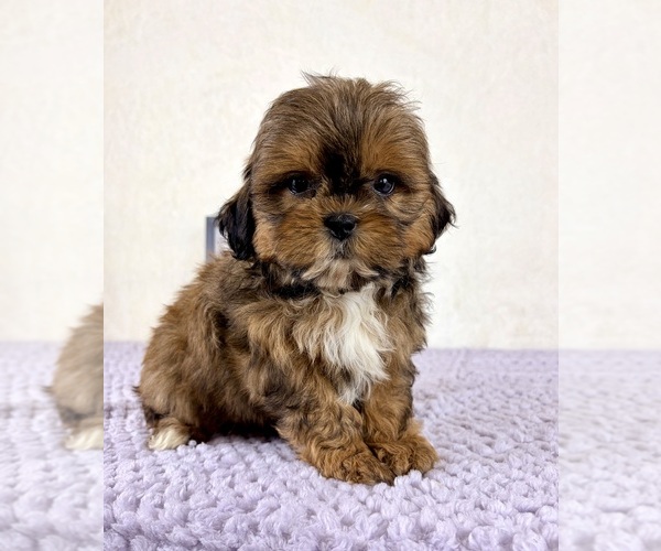 Medium Photo #5 Shih-Poo Puppy For Sale in INDIANAPOLIS, IN, USA