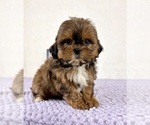 Small #4 Shih-Poo