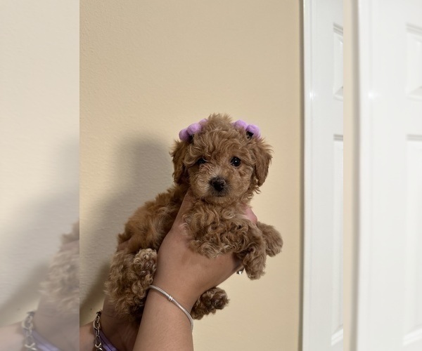 Medium Photo #1 Poodle (Toy) Puppy For Sale in NORTH HILLS, CA, USA