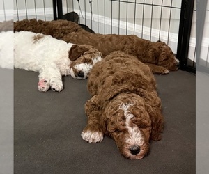 Goldendoodle mix (+ Poodle Miniature) Litter for sale in BRONX, NY, USA