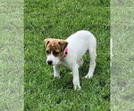 Small #20 Labrador Retriever Mix