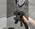 Small #1 Mutt