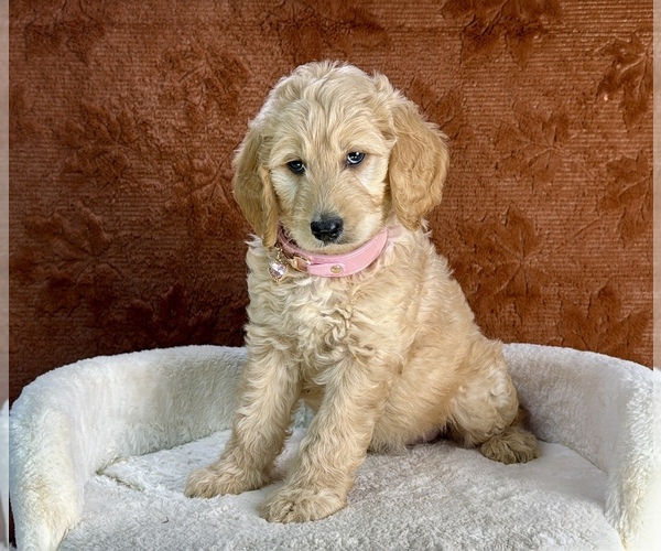Medium Photo #8 Goldendoodle Puppy For Sale in OCALA, FL, USA
