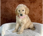 Small #7 Goldendoodle