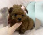 Small #16 Poodle (Toy)