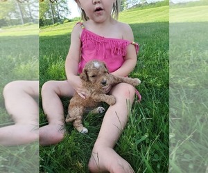 Goldendoodle-Poodle (Miniature) Mix Puppy for sale in DUNDEE, OH, USA