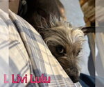 Small #18 Mutt