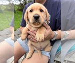 Small Photo #9 Labrador Retriever Puppy For Sale in HERRICK CENTER, PA, USA
