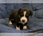 Small Photo #1 Miniature Australian Shepherd Puppy For Sale in LUBBOCK, TX, USA