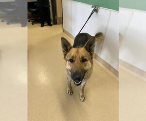 German Shepherd Dog Dogs for adoption in Placerville, CA, USA