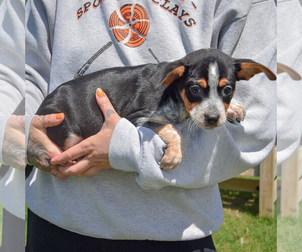 Medium Photo #2 Pug-Unknown Mix Puppy For Sale in Huntley, IL, USA