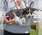 Small #1 Pug Mix