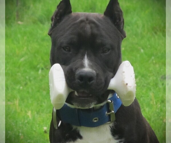 Medium Photo #3 American Staffordshire Terrier Puppy For Sale in STOCKBRIDGE, MI, USA
