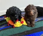 Small Photo #49 Golden Mountain Doodle  Puppy For Sale in REYNOLDSBURG, OH, USA