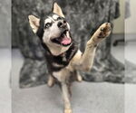 Small #1 Siberian Husky
