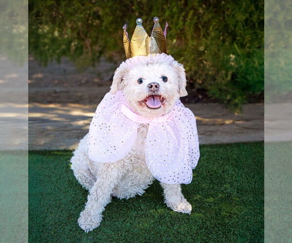 Medium Photo #5 Poodle (Miniature) Puppy For Sale in Albuquerque, NM, USA