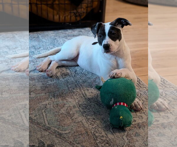 Medium Photo #4 American Staffordshire Terrier-Unknown Mix Puppy For Sale in Duluth, MN, USA