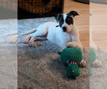 Small #3 American Staffordshire Terrier Mix