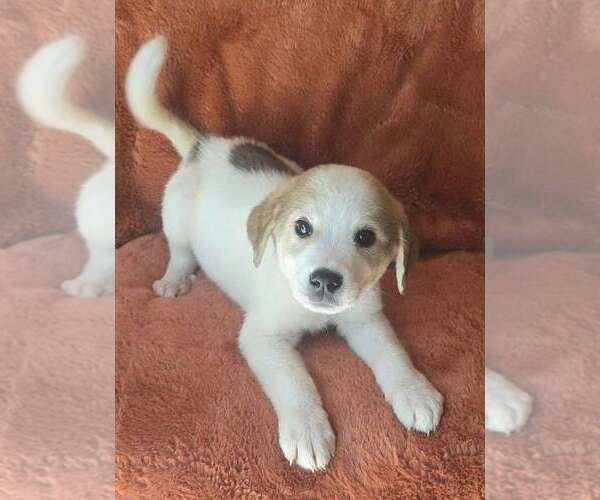 Medium Photo #3 Great Pyrenees-Unknown Mix Puppy For Sale in Brewster, NY, USA