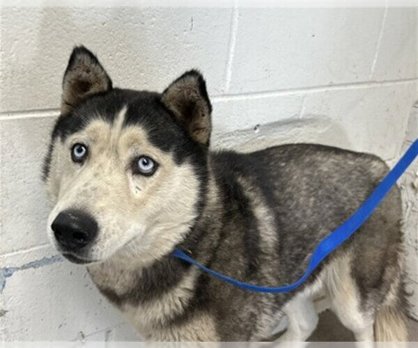 Medium Photo #1 Siberian Husky Puppy For Sale in San Bernardino, CA, USA