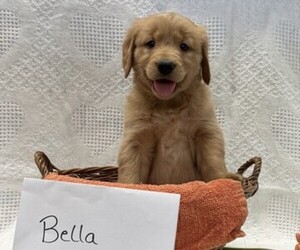 Golden Retriever Puppy for sale in OWEN, WI, USA