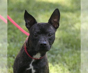 Boston Terrier Dogs for adoption in Yardley, PA, USA