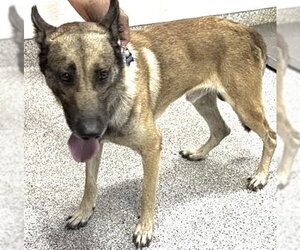 Mutt Dogs for adoption in Houston, TX, USA