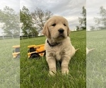 Small Photo #3 Golden Retriever Puppy For Sale in RICHMOND, VA, USA