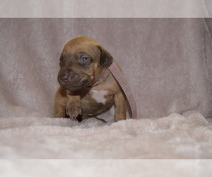 Rhodesian Ridgeback Puppy for sale in POWDER SPGS, GA, USA