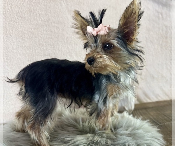 Medium Photo #3 Yorkshire Terrier Puppy For Sale in NAPPANEE, IN, USA