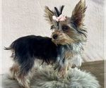 Small #2 Yorkshire Terrier