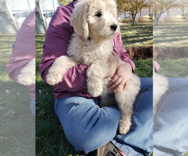 Medium Photo #1 Goldendoodle Puppy For Sale in SNOWFLAKE, AZ, USA