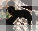 Small Photo #9 Poodle (Standard) Puppy For Sale in ARAB, AL, USA