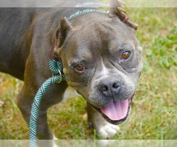 Medium Photo #3 American Staffordshire Terrier-Unknown Mix Puppy For Sale in Tallahassee, FL, USA