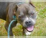 Small Photo #3 American Staffordshire Terrier-Unknown Mix Puppy For Sale in Tallahassee, FL, USA