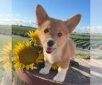 Puppy CoCo Pembroke Welsh Corgi