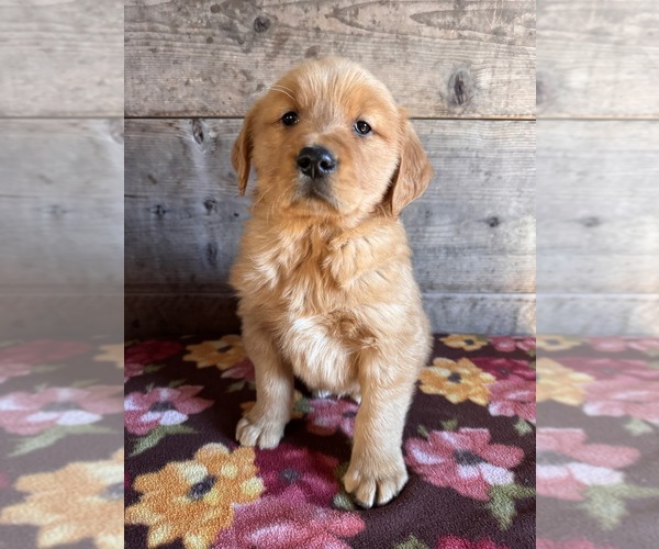 Medium Photo #1 Golden Retriever Puppy For Sale in VERMONTVILLE, MI, USA