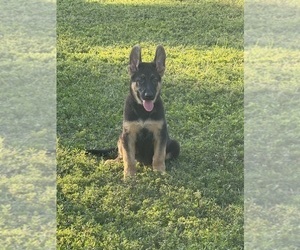 German Shepherd Dog Puppy for sale in SUNRISE, FL, USA