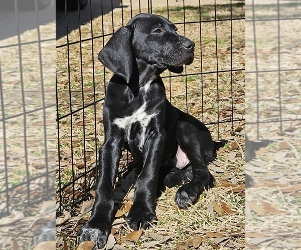 Medium Photo #11 German Shorthaired Pointer Puppy For Sale in MCKINNEY, TX, USA