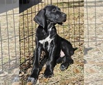 Small Photo #11 German Shorthaired Pointer Puppy For Sale in MCKINNEY, TX, USA