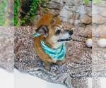 Small #4 Dachshund Mix