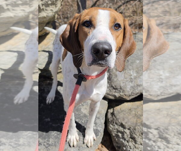 Medium Photo #1 Treeing Walker Coonhound-Unknown Mix Puppy For Sale in Rockaway, NJ, USA