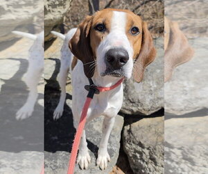 Treeing Walker Coonhound-Unknown Mix Dogs for adoption in Rockaway, NJ, USA