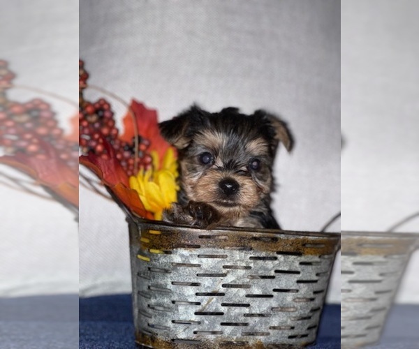 Medium Photo #1 Yorkshire Terrier Puppy For Sale in LAKELAND, FL, USA