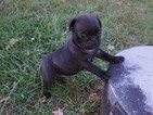 Small Photo #9 Pug Puppy For Sale in CATLETT, VA, USA