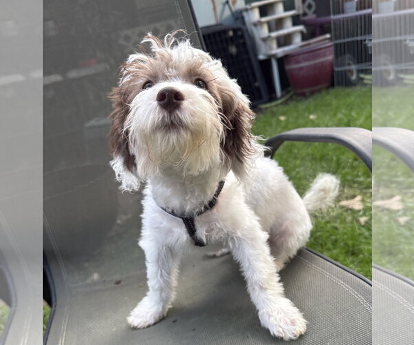 Medium Photo #1 Shih Tzu Puppy For Sale in Wheaton, IL, USA