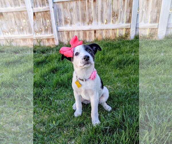 Medium Photo #3 Collie-Unknown Mix Puppy For Sale in Sandy, UT, USA